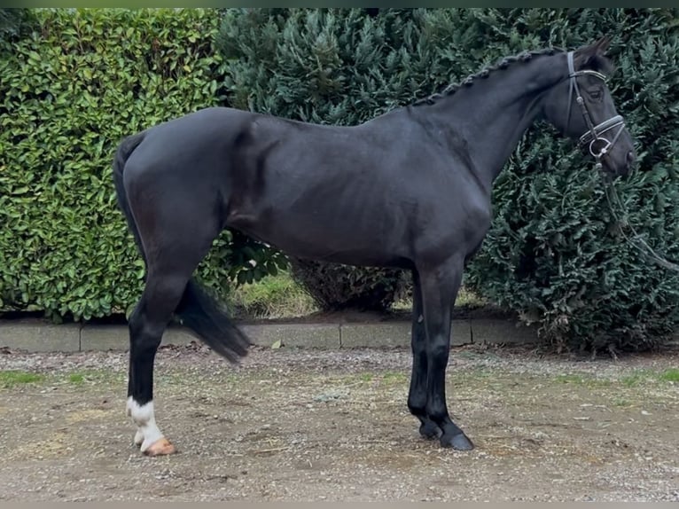 Zangersheider Stute 11 Jahre 161 cm Rappe in Oud Gastel