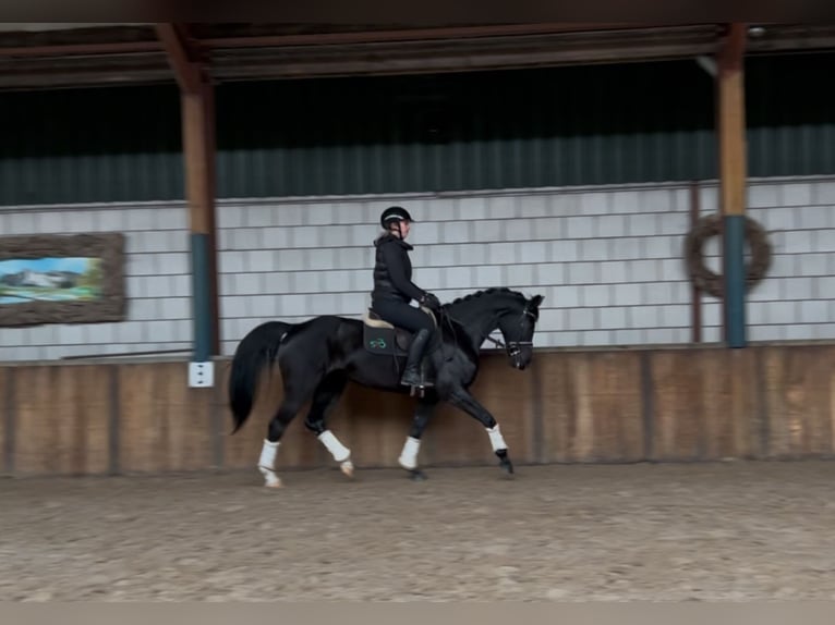 Zangersheider Stute 11 Jahre 161 cm Rappe in Oud Gastel