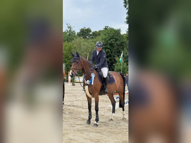 Zangersheider Stute 11 Jahre 165 cm Dunkelbrauner in Melle