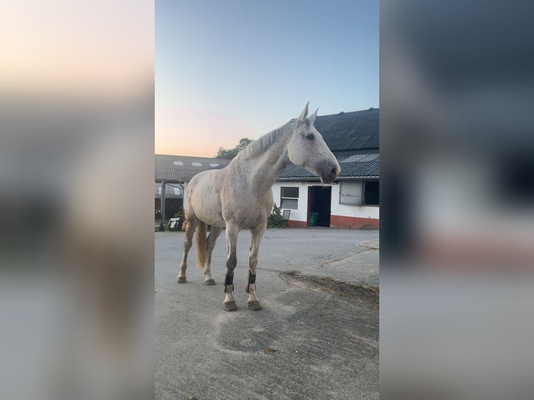 Zangersheider Stute 11 Jahre 168 cm Apfelschimmel in Essen