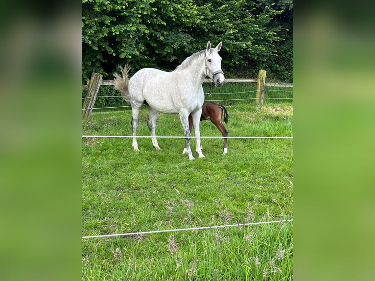 Zangersheider Stute 11 Jahre 168 cm Apfelschimmel in Essen