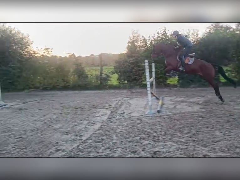 Zangersheider Stute 11 Jahre 168 cm Brauner in Asse