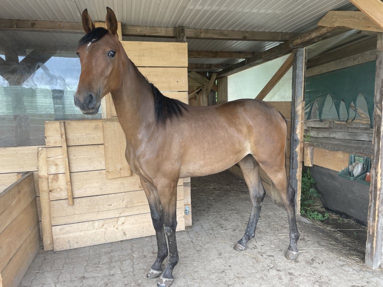 Zangersheider Stute 11 Jahre 168 cm Brauner in H&#xFC;tschenhausen