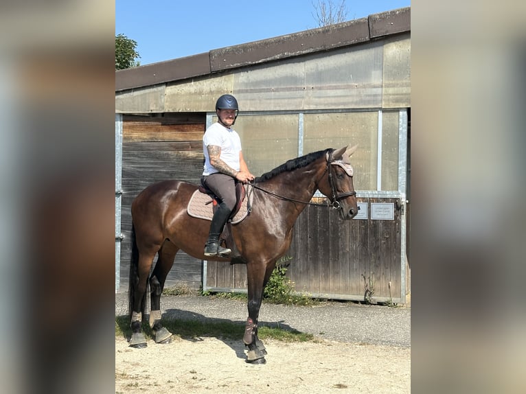 Zangersheider Stute 11 Jahre 170 cm Brauner in Denkendorf