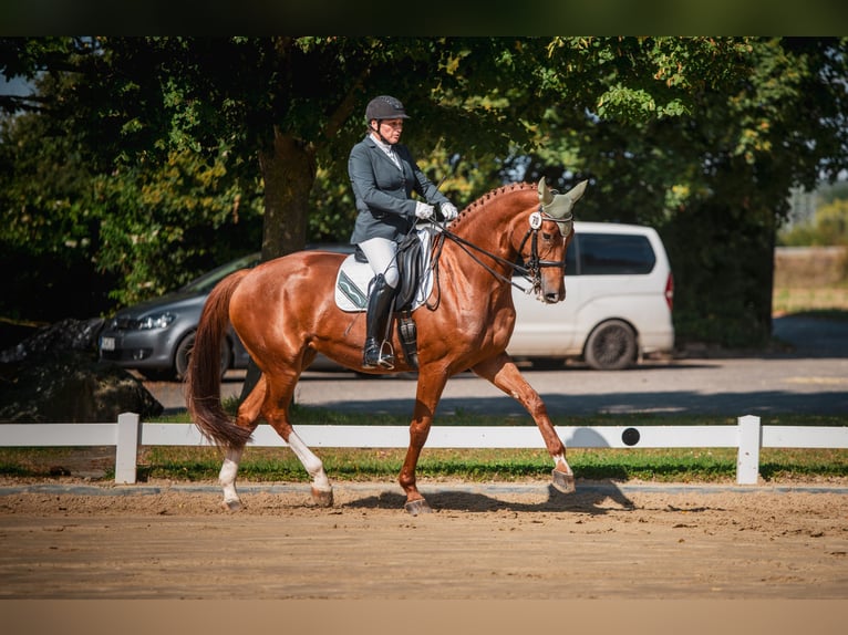 Zangersheider Stute 11 Jahre 171 cm Fuchs in Much