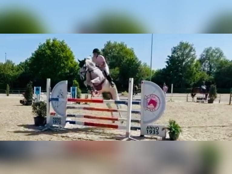 Zangersheider Stute 11 Jahre 171 cm Schimmel in Denekamp