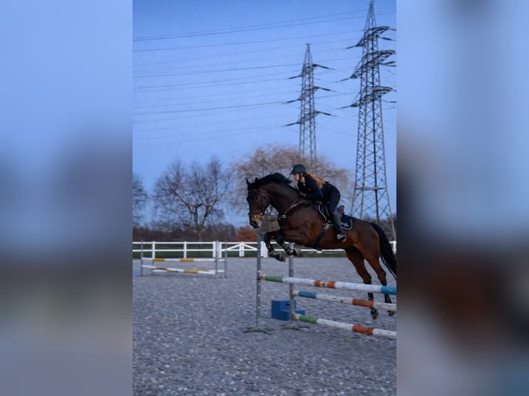 Zangersheider Stute 11 Jahre 180 cm Brauner in Grefrath