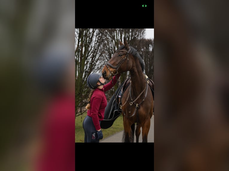 Zangersheider Stute 11 Jahre 180 cm Brauner in Grefrath