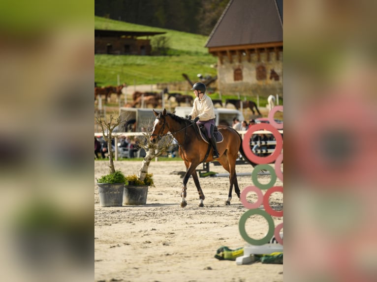 Zangersheider Stute 11 Jahre Dunkelbrauner in Velike La&#x161;&#x10D;e