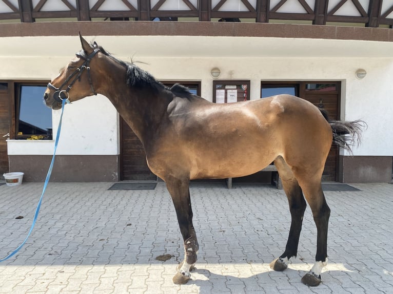 Zangersheider Stute 11 Jahre Dunkelbrauner in Velike La&#x161;&#x10D;e