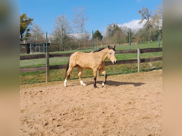 Zangersheider Stute 12 Jahre 162 cm Buckskin in Saint-Fran&#xE7;ois-Lacroix