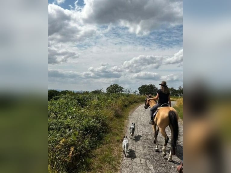 Zangersheider Stute 12 Jahre 162 cm Buckskin in Saint-Fran&#xE7;ois-Lacroix