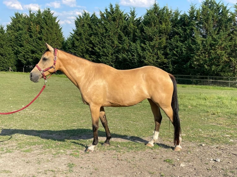 Zangersheider Stute 12 Jahre 162 cm Buckskin in Saint-Fran&#xE7;ois-Lacroix