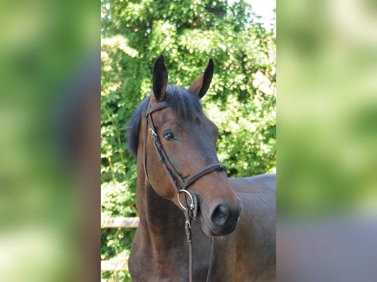 Zangersheider Stute 12 Jahre 164 cm Brauner in Ternat