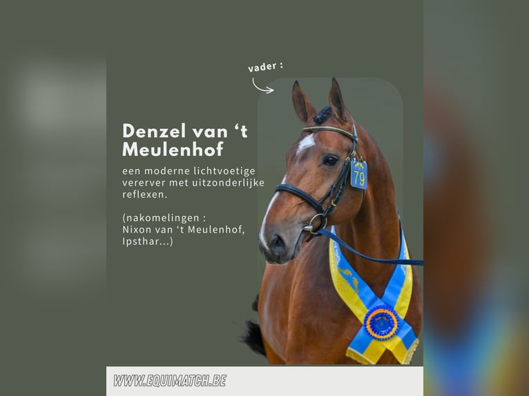 Zangersheider Stute 12 Jahre 164 cm Brauner in Ternat