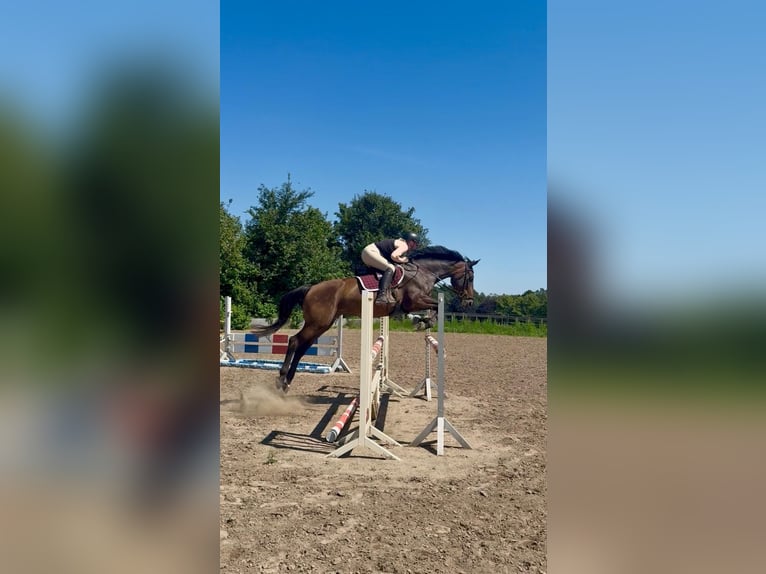 Zangersheider Stute 12 Jahre 165 cm Dunkelbrauner in Schwentinental