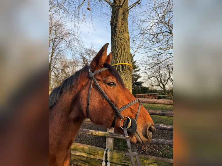 Zangersheider Stute 12 Jahre 167 cm Brauner in Wijchmaal