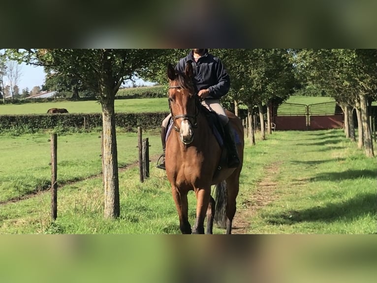 Zangersheider Stute 12 Jahre 168 cm Brauner in Bree