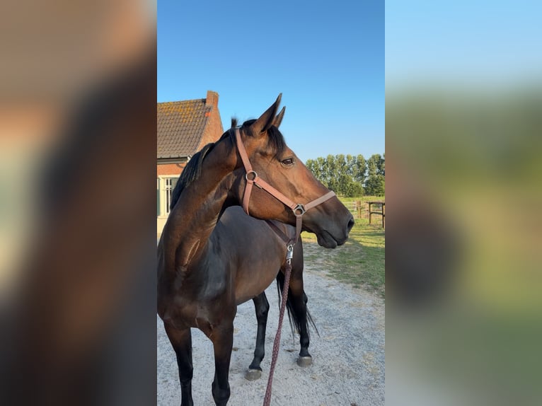 Zangersheider Stute 12 Jahre 168 cm Dunkelbrauner in Laarne