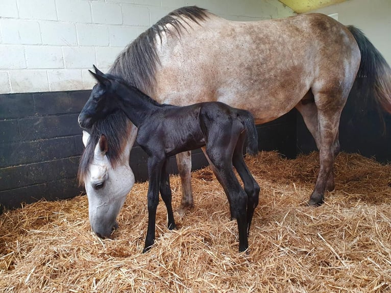 Zangersheider Stute 12 Jahre 173 cm Schimmel in Vechmaal Zangersheider Stute 12 Jahre 173 cm Schimmel in Vechmaal