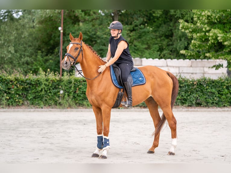Zangersheider Stute 13 Jahre 164 cm Fuchs in Nettetal