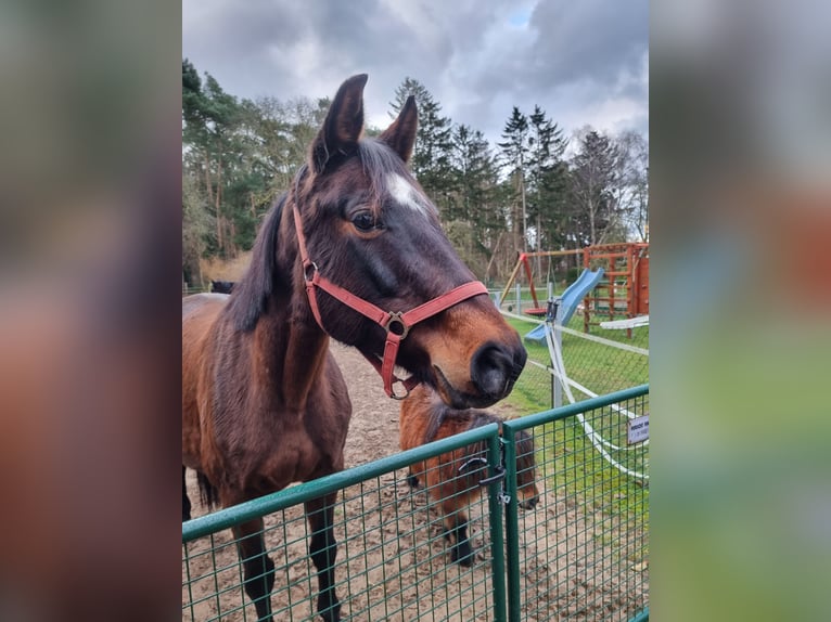 Zangersheider Stute 13 Jahre 164 cm in Neubukow