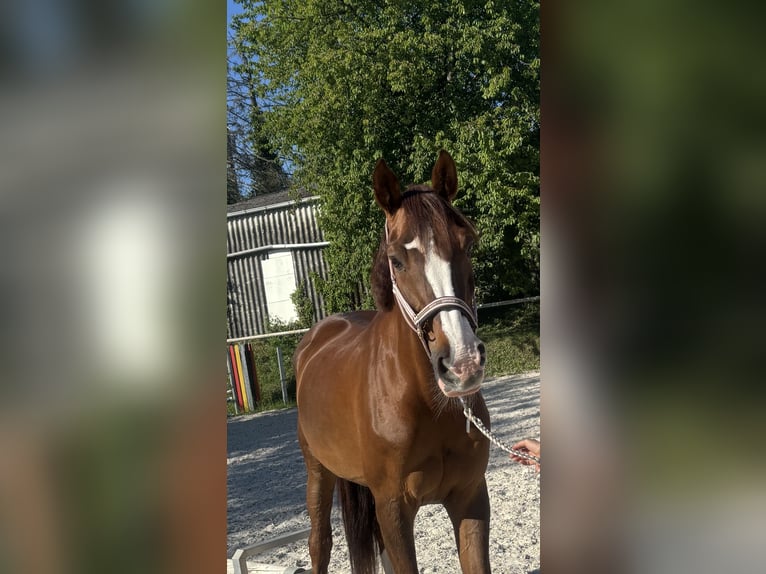 Zangersheider Stute 13 Jahre 165 cm Dunkelfuchs in Schaafheim