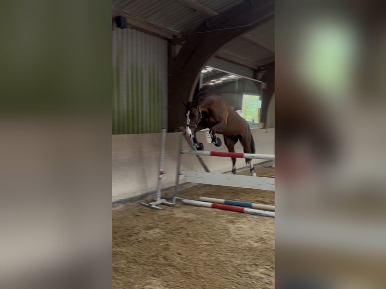 Zangersheider Stute 13 Jahre 165 cm Dunkelfuchs in Schaafheim