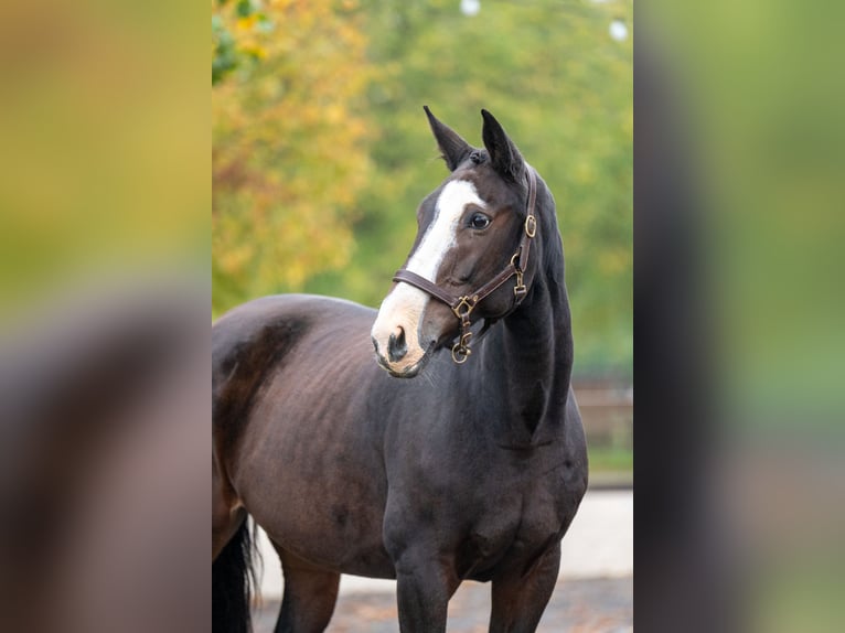 Zangersheider Stute 13 Jahre 167 cm Brauner in Kaulille