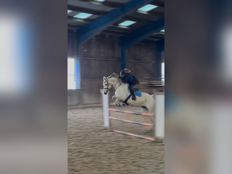Zangersheider Stute 13 Jahre 168 cm  in Enchenberg