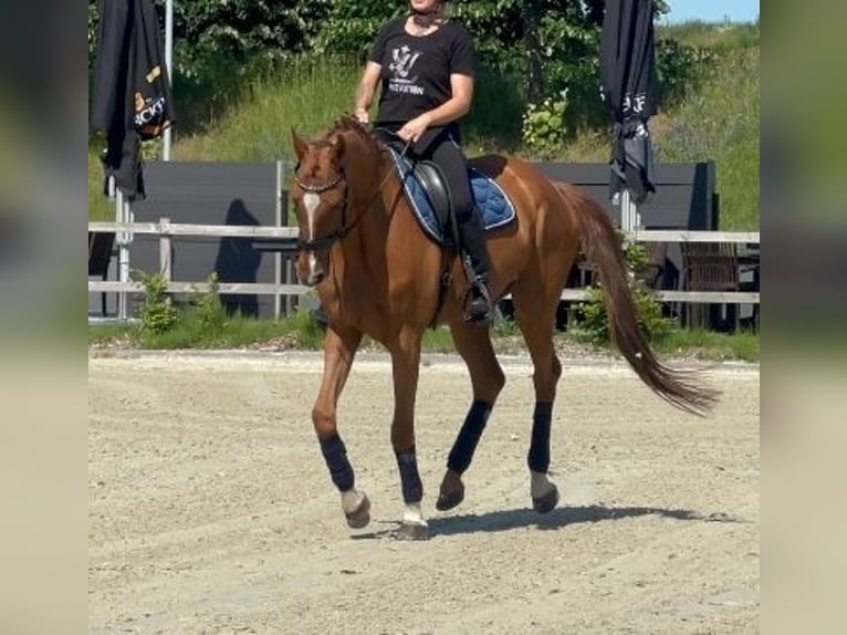 Zangersheider Stute 14 Jahre 164 cm Fuchs in Nettetal