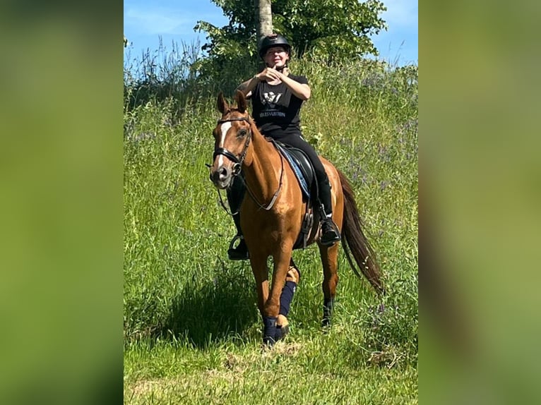 Zangersheider Stute 14 Jahre 164 cm Fuchs in Nettetal