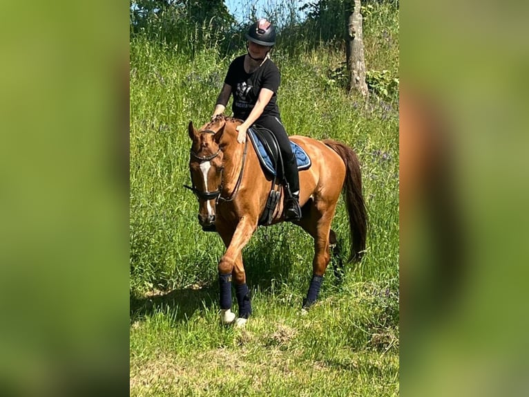 Zangersheider Stute 14 Jahre 164 cm Fuchs in Nettetal