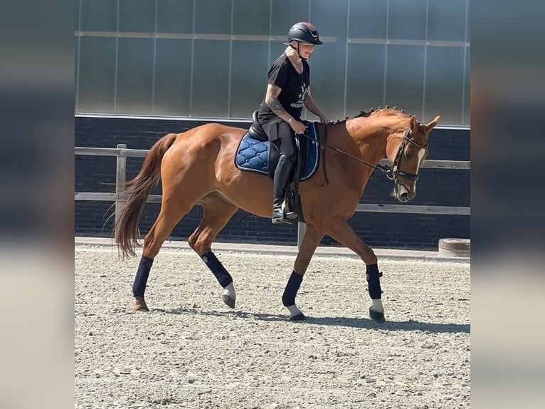 Zangersheider Stute 14 Jahre 164 cm Fuchs in Nettetal