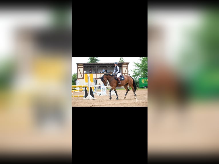 Zangersheider Stute 14 Jahre 172 cm Brauner in Marburg