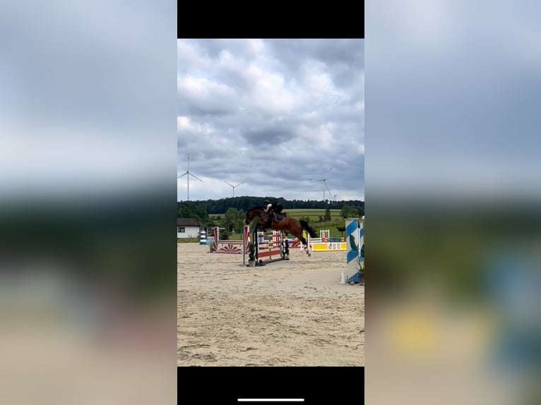 Zangersheider Stute 14 Jahre 172 cm Brauner in Marburg