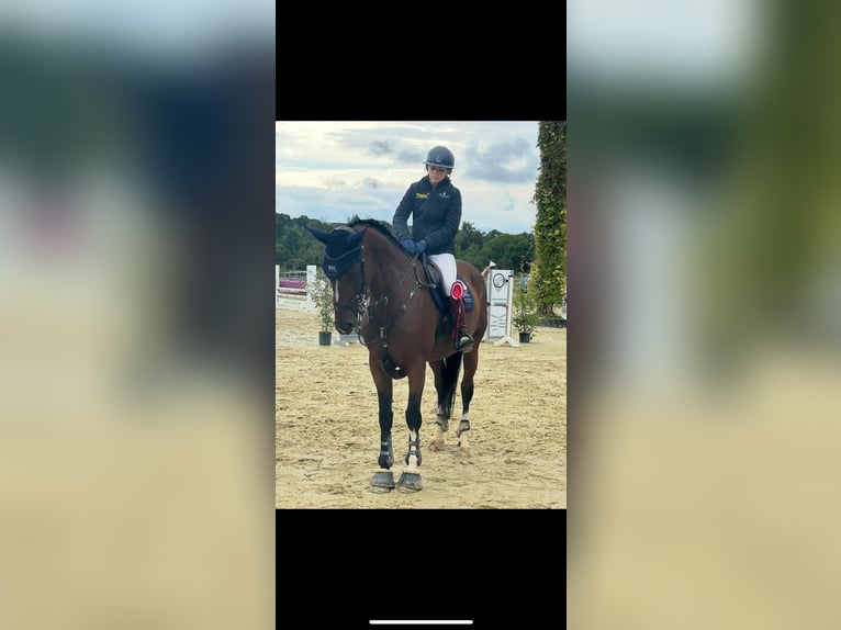 Zangersheider Stute 14 Jahre 172 cm Brauner in Marburg