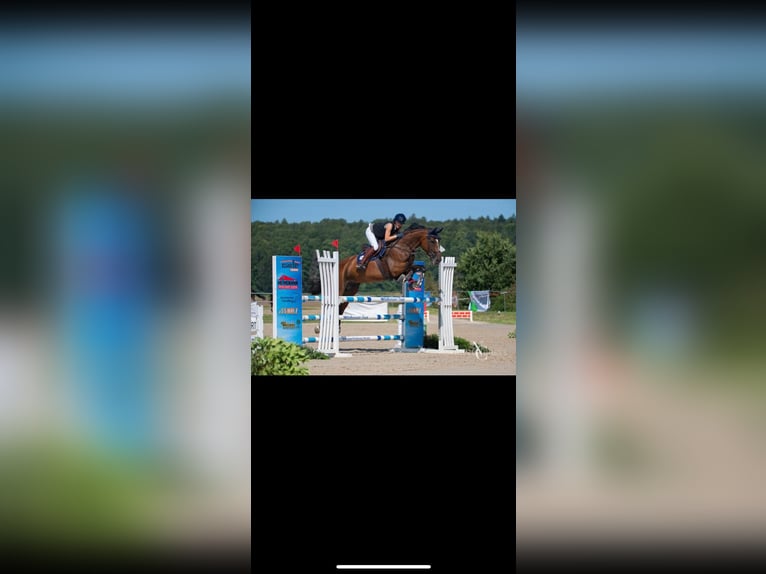 Zangersheider Stute 14 Jahre 172 cm Brauner in Marburg