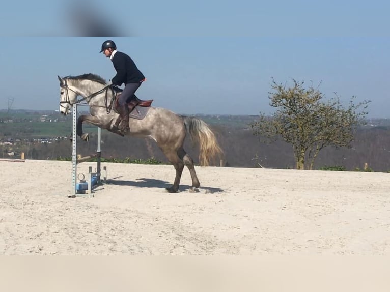 Zangersheider Stute 14 Jahre 172 cm Schimmel in Liège
