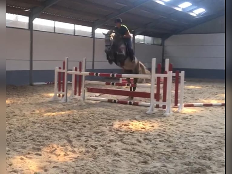 Zangersheider Stute 14 Jahre 172 cm Schimmel in Liège