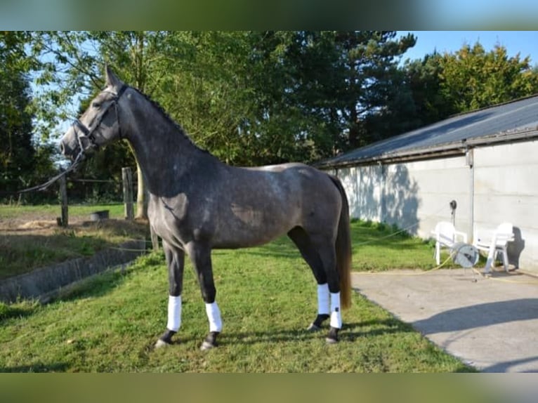 Zangersheider Stute 14 Jahre 172 cm Schimmel in Liège