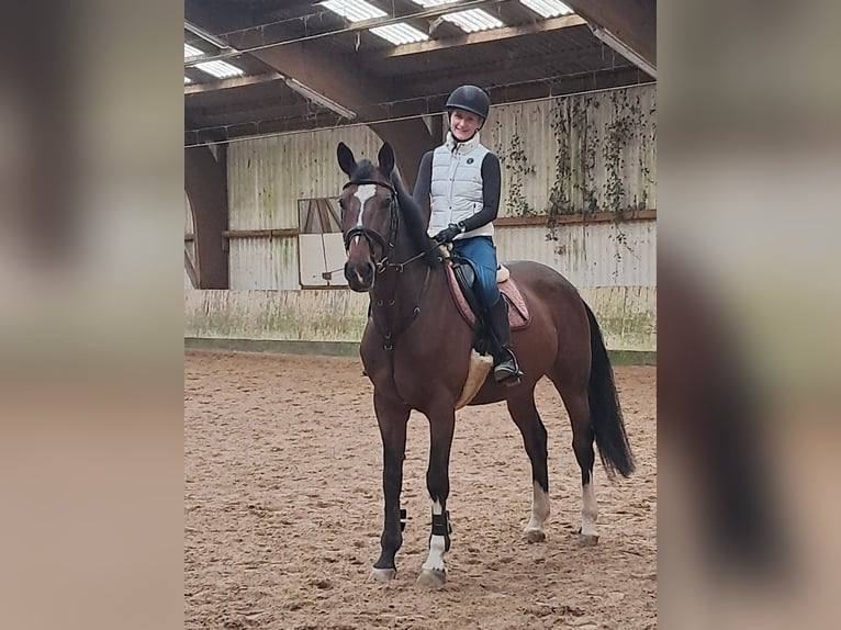 Zangersheider Stute 15 Jahre 164 cm Brauner in Messel