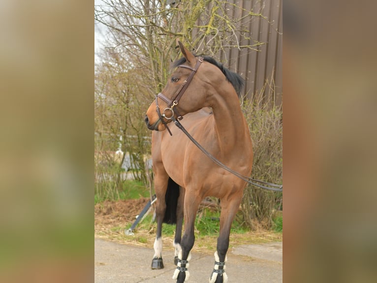 Zangersheider Stute 15 Jahre 165 cm Brauner in Geilenkirchen