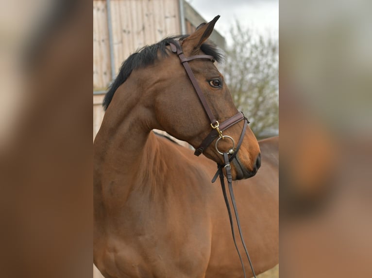 Zangersheider Stute 15 Jahre 165 cm Brauner in Geilenkirchen