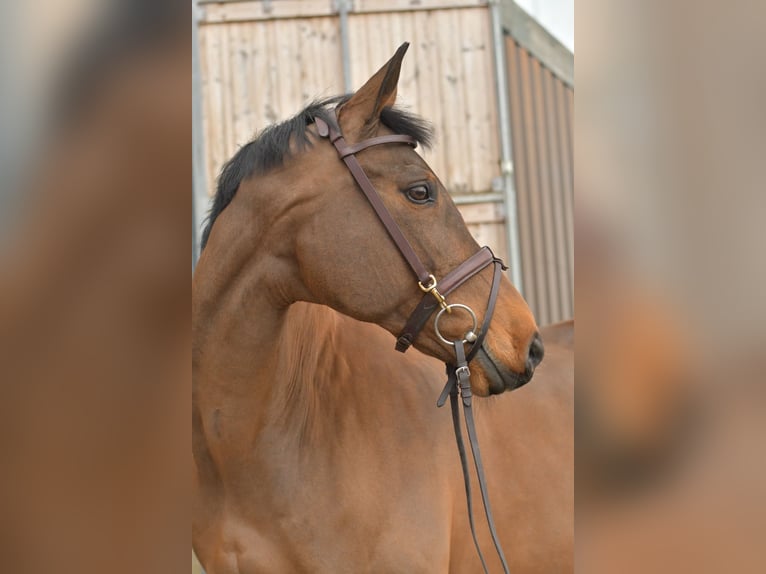 Zangersheider Stute 15 Jahre 165 cm Brauner in Geilenkirchen