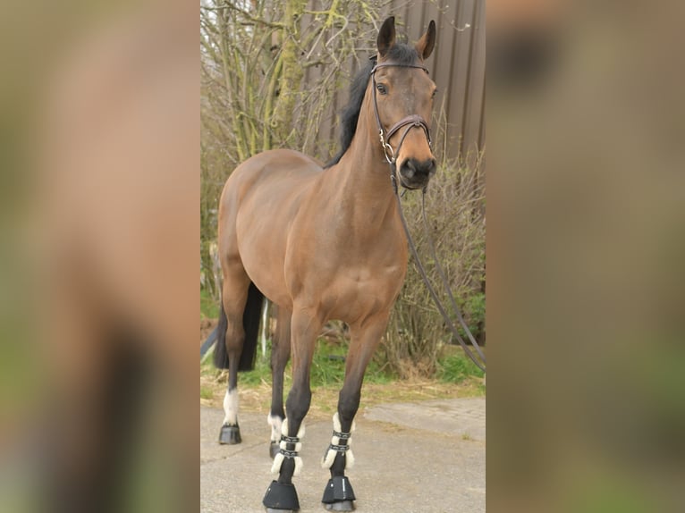 Zangersheider Stute 15 Jahre 165 cm Brauner in Geilenkirchen