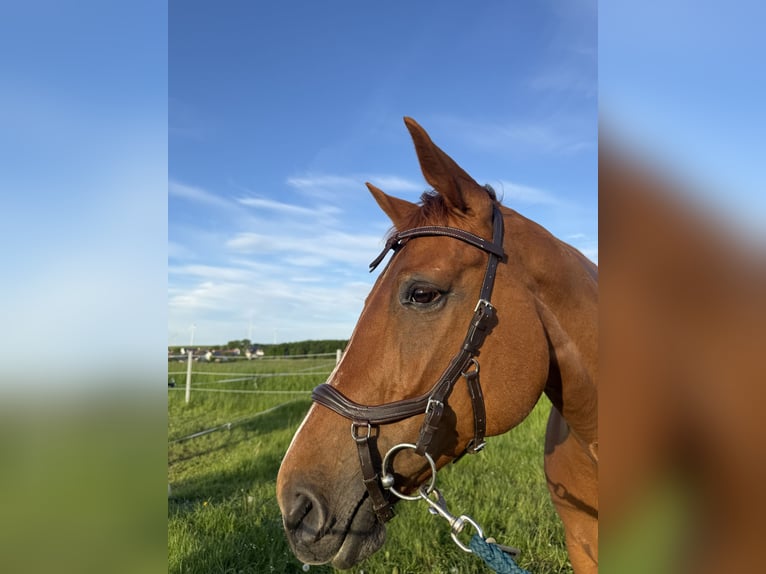 Zangersheider Stute 15 Jahre 165 cm Fuchs in Eiterfeld