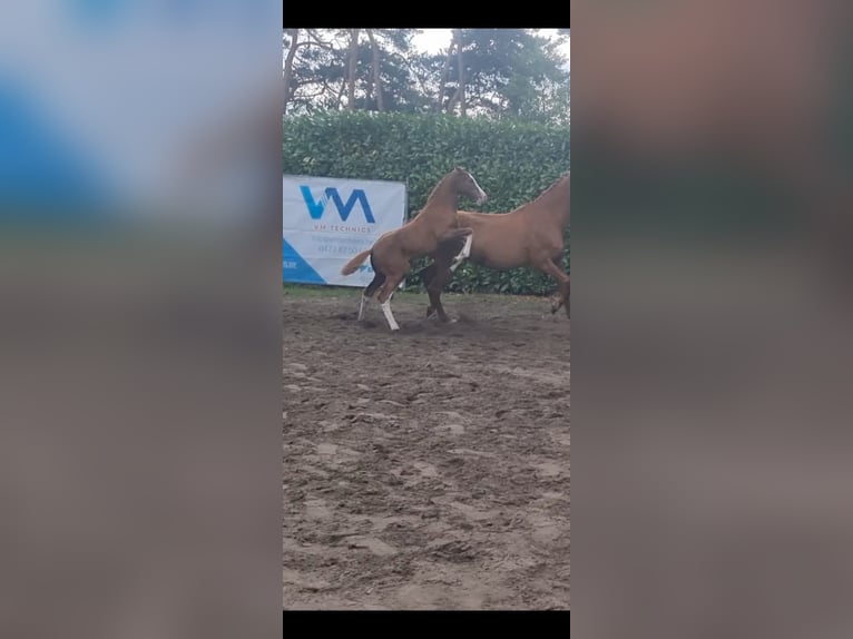 Zangersheider Stute 15 Jahre 168 cm Fuchs in Putte