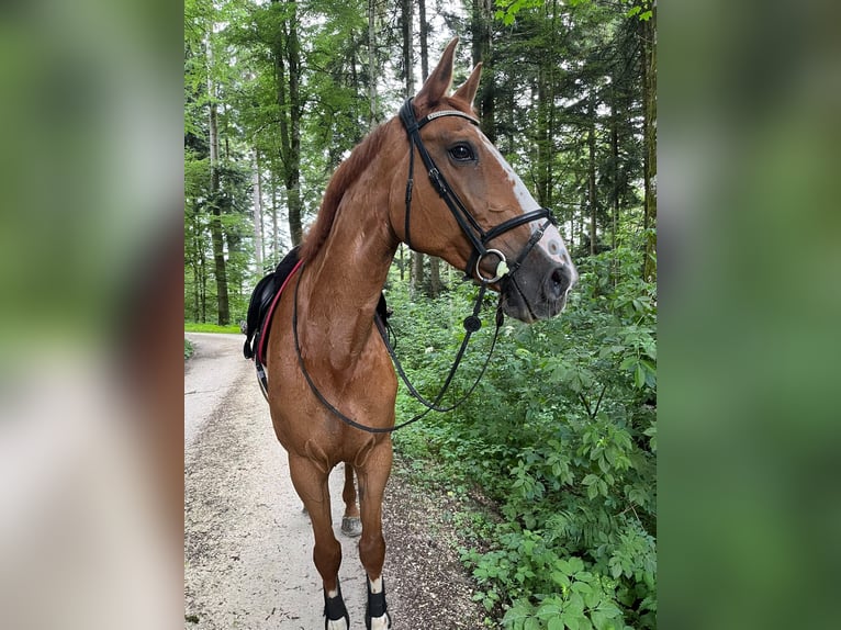 Zangersheider Stute 15 Jahre 175 cm Fuchs in Hintermoos