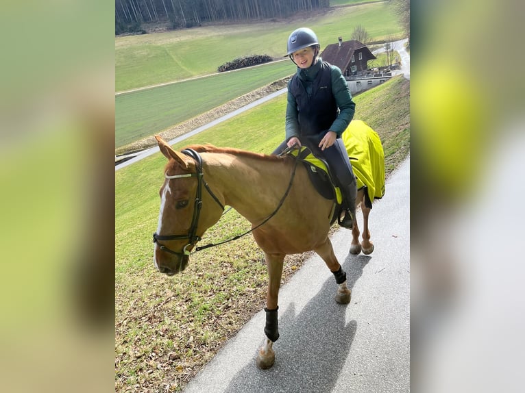 Zangersheider Stute 15 Jahre 175 cm Fuchs in Hintermoos